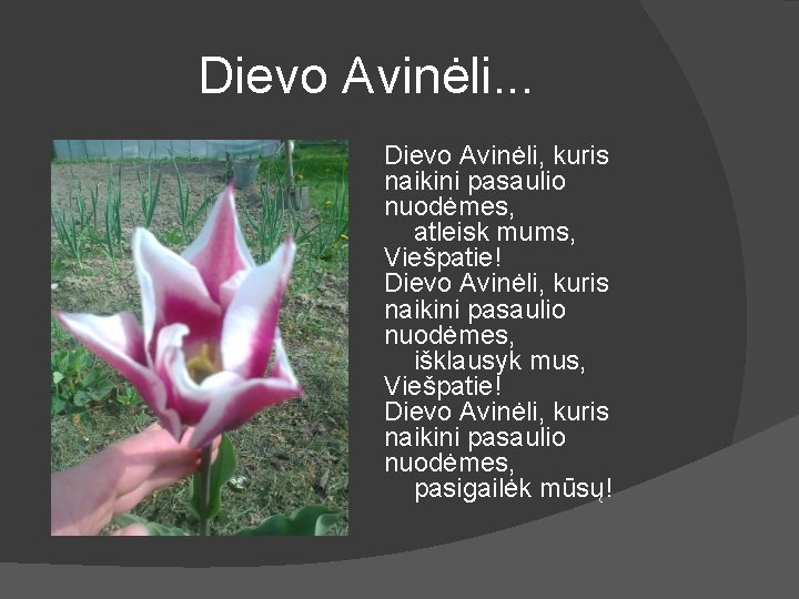 Dievo Avinėli. . . Dievo Avinėli, kuris naikini pasaulio nuodėmes, atleisk mums, Viešpatie! Dievo