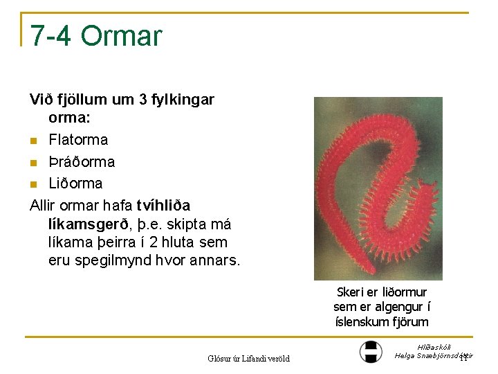 7 -4 Ormar Við fjöllum um 3 fylkingar orma: n Flatorma n Þráðorma n