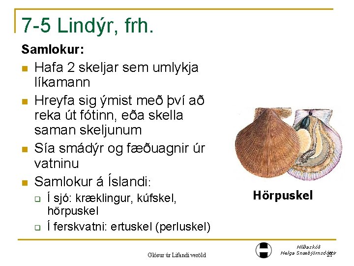 7 -5 Lindýr, frh. Samlokur: n n Hafa 2 skeljar sem umlykja líkamann Hreyfa