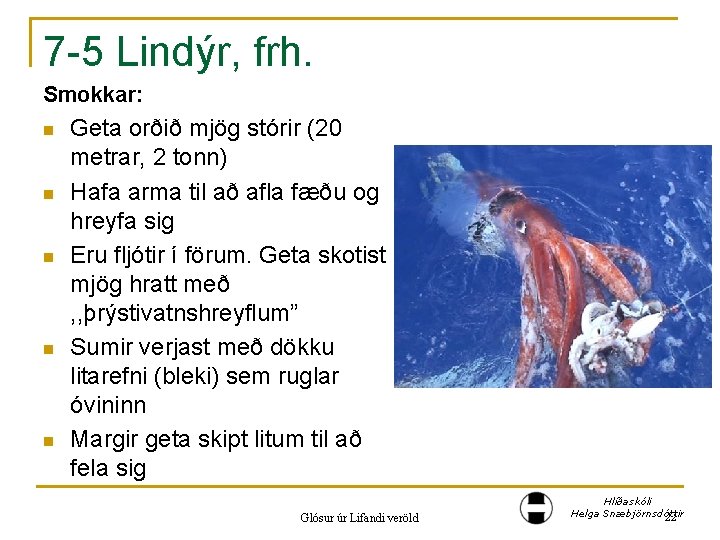 7 -5 Lindýr, frh. Smokkar: n n n Geta orðið mjög stórir (20 metrar,