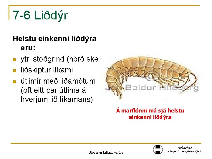 7 -6 Liðdýr Helstu einkenni liðdýra eru: n ytri stoðgrind (hörð skel) n liðskiptur