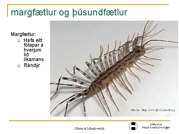 margfætlur og þúsundfætlur Margfætlur: q Hafa eitt fótapar á hverjum lið líkamans q Rándýr