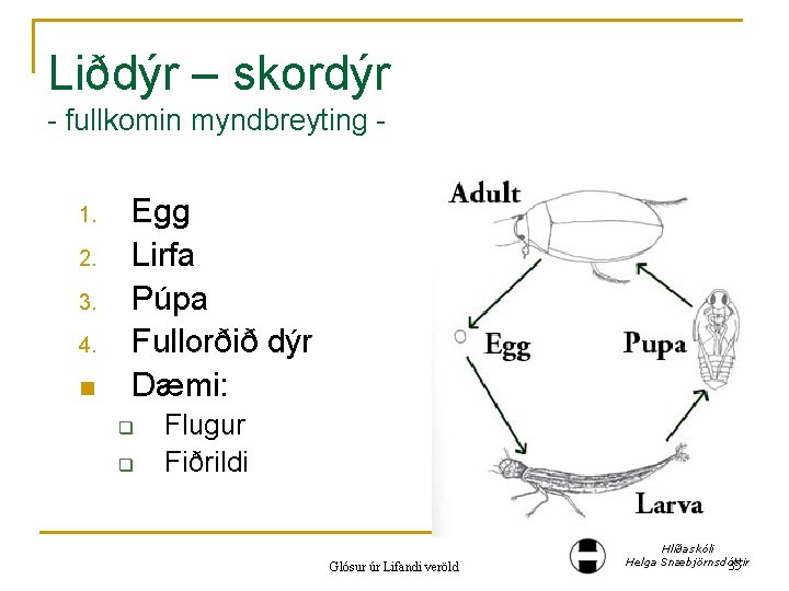 Liðdýr – skordýr - fullkomin myndbreyting 1. 2. 3. 4. n Egg Lirfa Púpa