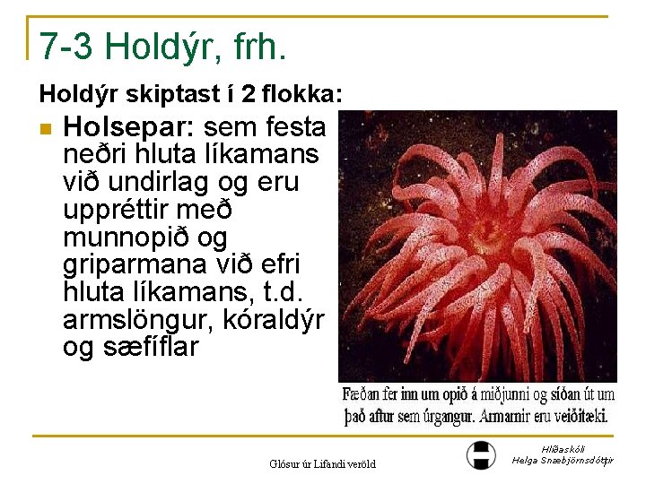 7 -3 Holdýr, frh. Holdýr skiptast í 2 flokka: n Holsepar: sem festa neðri