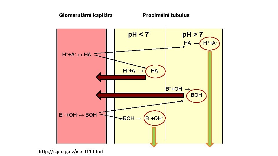 Glomerulární kapilára Proximální tubulus p. H < 7 p. H > 7 HA →