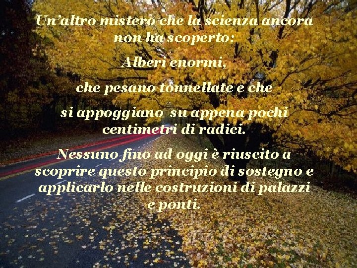 Un’altro mistero che la scienza ancora non ha scoperto: Alberi enormi, che pesano tonnellate