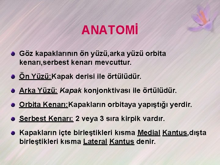 ANATOMİ Göz kapaklarının ön yüzü, arka yüzü orbita kenarı, serbest kenarı mevcuttur. Ön Yüzü: