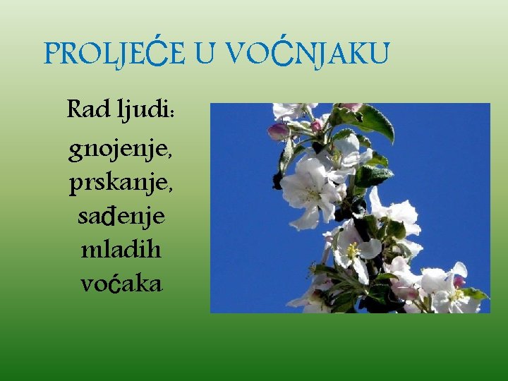 PROLJEĆE U VOĆNJAKU Rad ljudi: gnojenje, prskanje, sađenje mladih voćaka 