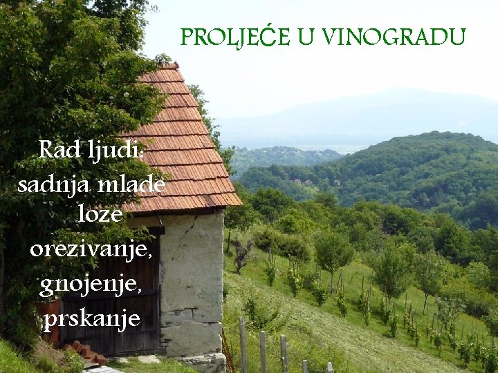 PROLJEĆE U VINOGRADU Rad ljudi: sadnja mlade loze orezivanje, gnojenje, prskanje 