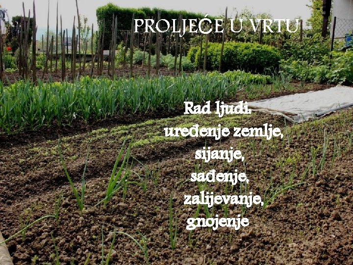 PROLJEĆE U VRTU Rad ljudi: uređenje zemlje, sijanje, sađenje, zalijevanje, gnojenje 