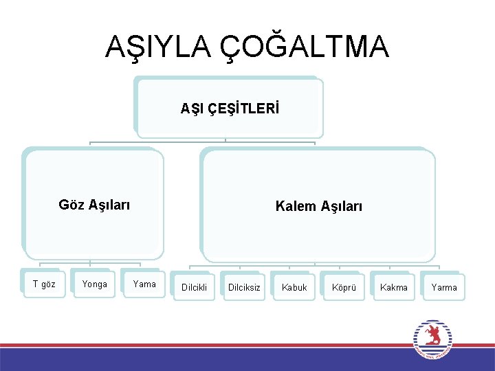 AŞIYLA ÇOĞALTMA AŞI ÇEŞİTLERİ Göz Aşıları T göz Yonga Kalem Aşıları Yama Dilcikli Dilciksiz