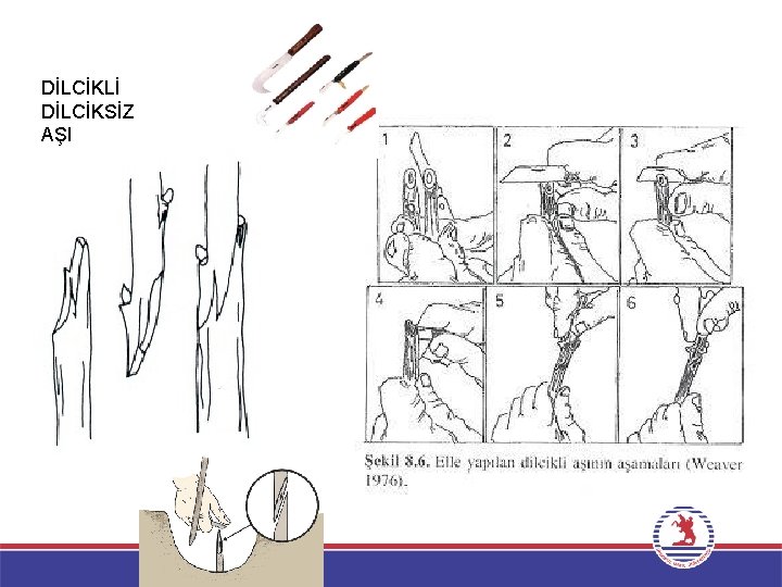 DİLCİKLİ DİLCİKSİZ AŞI 