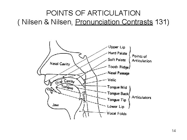 POINTS OF ARTICULATION ( Nilsen & Nilsen, Pronunciation Contrasts 131) 14 