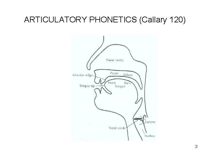 ARTICULATORY PHONETICS (Callary 120) 3 