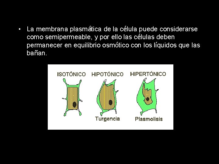  • La membrana plasmática de la célula puede considerarse como semipermeable, y por