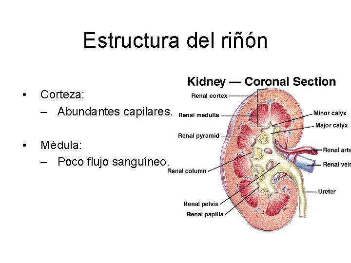 Estructura del riñón • Corteza: – Abundantes capilares. • Médula: – Poco flujo sanguíneo.