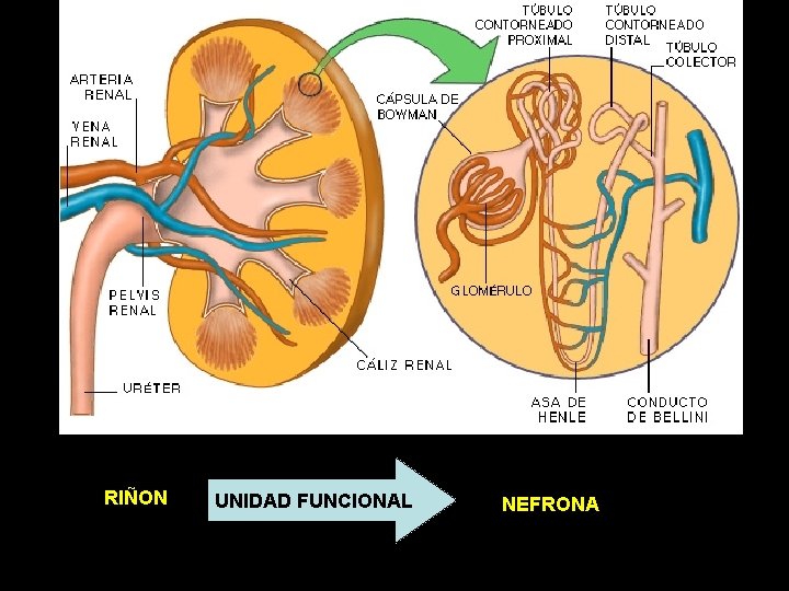 RIÑON UNIDAD FUNCIONAL NEFRONA 