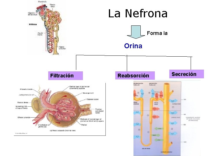 La Nefrona Forma la Orina AA AE Filtración Reabsorción Secreción 