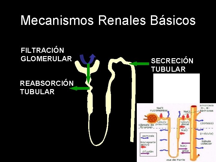 Mecanismos Renales Básicos FILTRACIÓN GLOMERULAR REABSORCIÓN TUBULAR SECRECIÓN TUBULAR 