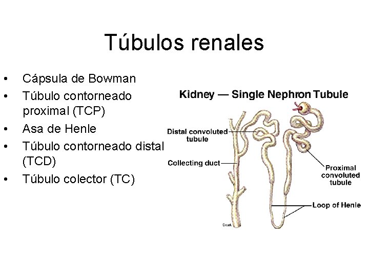 Túbulos renales • • • Cápsula de Bowman Túbulo contorneado proximal (TCP) Asa de