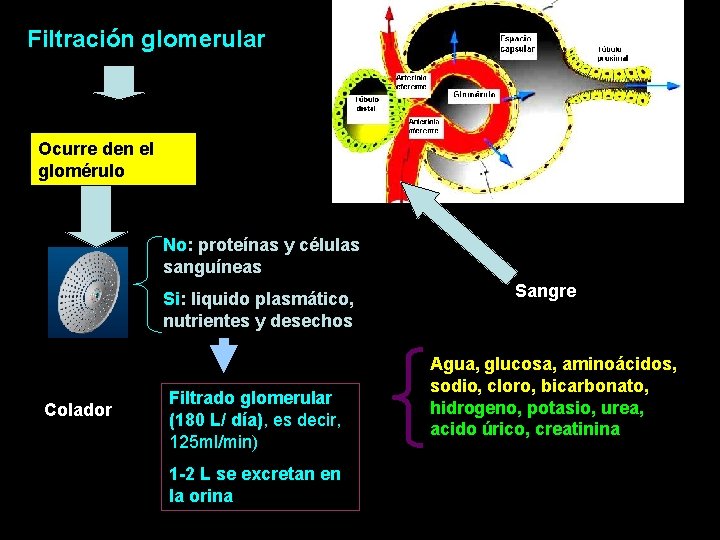 Filtración glomerular Ocurre den el glomérulo No: proteínas y células sanguíneas Si: liquido plasmático,