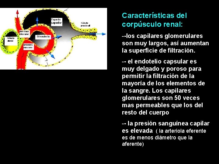Características del corpúsculo renal: --los capilares glomerulares son muy largos, así aumentan la superficie