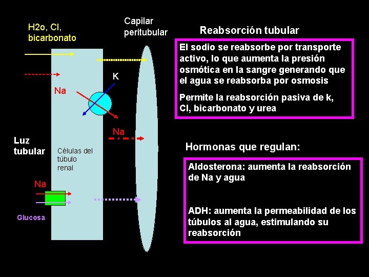 Capilar peritubular H 2 o, Cl, bicarbonato K Na Luz tubular Na Glucosa Reabsorción