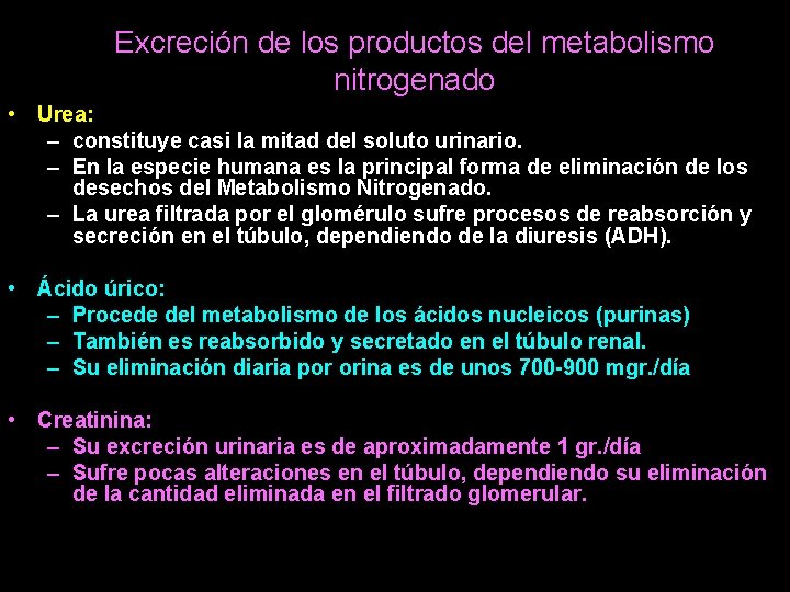 Excreción de los productos del metabolismo nitrogenado • Urea: – constituye casi la mitad