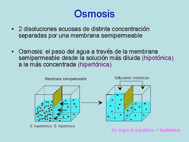 Osmosis • 2 disoluciones acuosas de distinta concentración separadas por una membrana semipermeable •