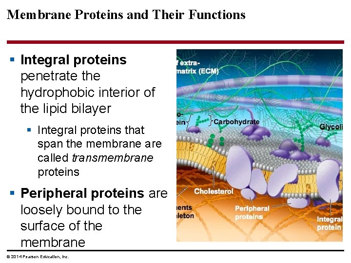 Membrane Proteins and Their Functions § Integral proteins penetrate the hydrophobic interior of the