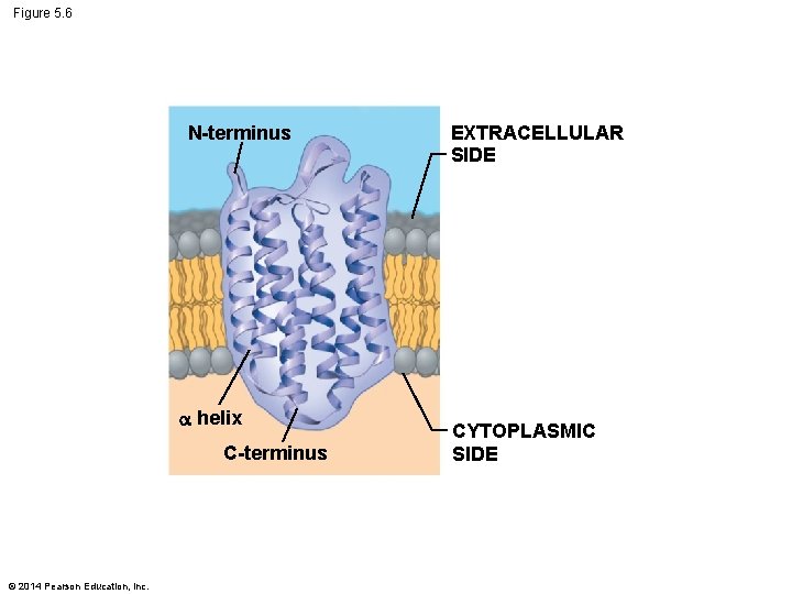 Figure 5. 6 N-terminus helix C-terminus © 2014 Pearson Education, Inc. EXTRACELLULAR SIDE CYTOPLASMIC