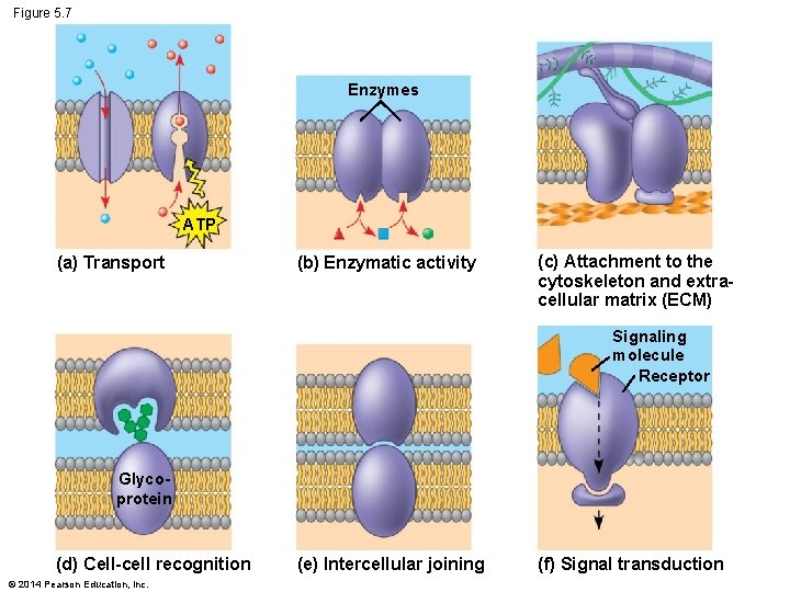 Figure 5. 7 Enzymes ATP (a) Transport (b) Enzymatic activity (c) Attachment to the