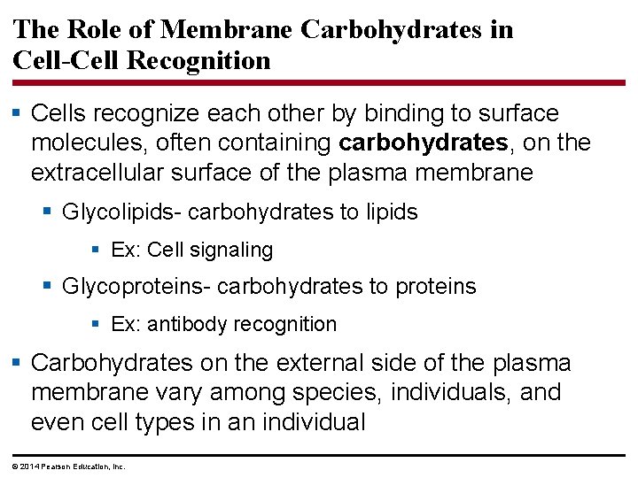 The Role of Membrane Carbohydrates in Cell-Cell Recognition § Cells recognize each other by