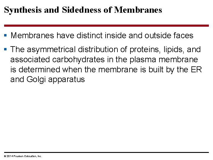 Synthesis and Sidedness of Membranes § Membranes have distinct inside and outside faces §