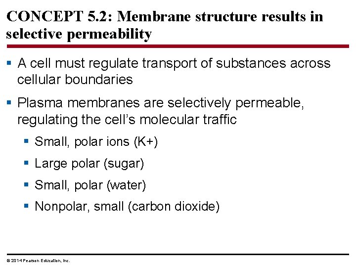 CONCEPT 5. 2: Membrane structure results in selective permeability § A cell must regulate