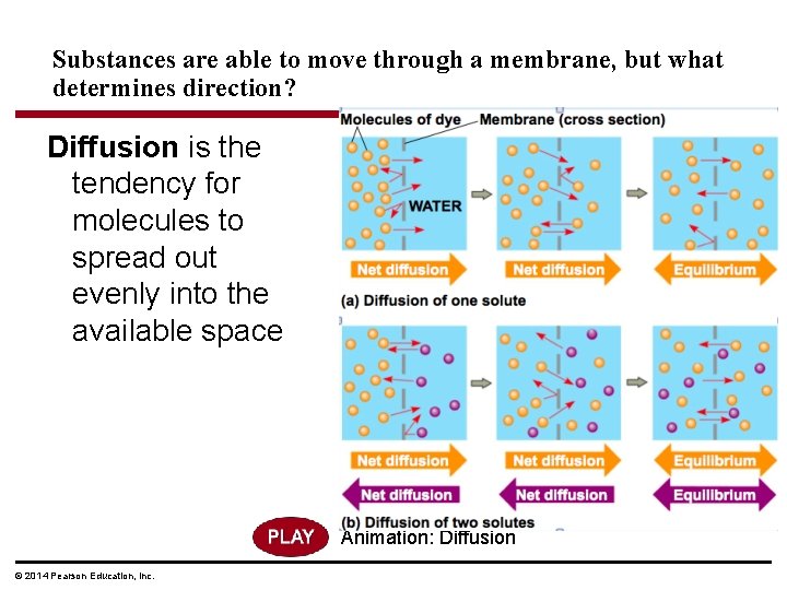Substances are able to move through a membrane, but what determines direction? Diffusion is