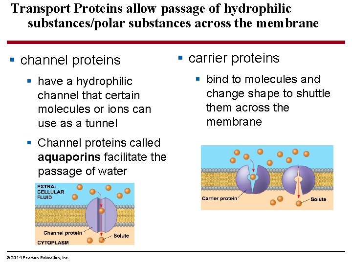 Transport Proteins allow passage of hydrophilic substances/polar substances across the membrane § channel proteins