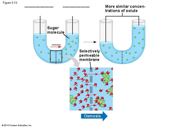 Figure 5. 10 _______ Sugar molecule ____ Selectively permeable membrane Osmosis © 2014 Pearson