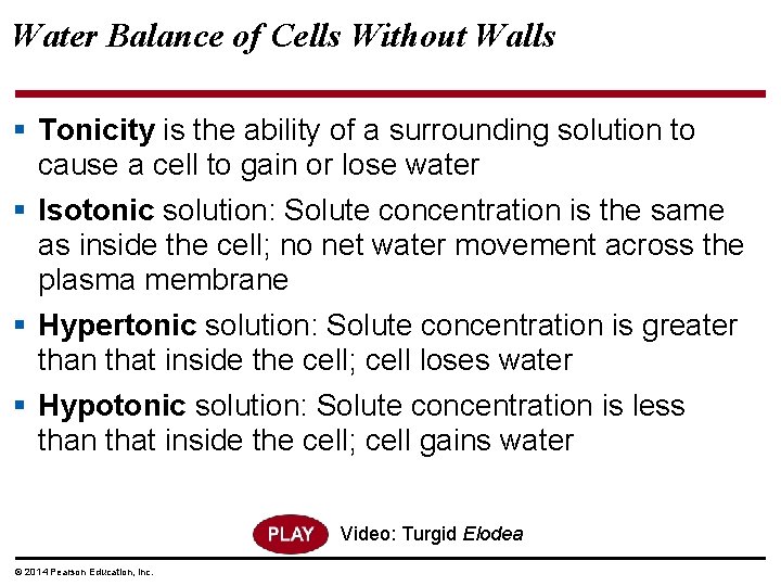 Water Balance of Cells Without Walls § Tonicity is the ability of a surrounding