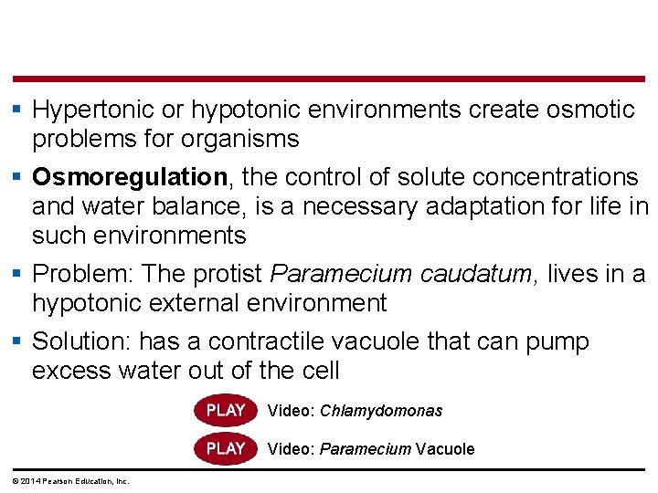 § Hypertonic or hypotonic environments create osmotic problems for organisms § Osmoregulation, the control