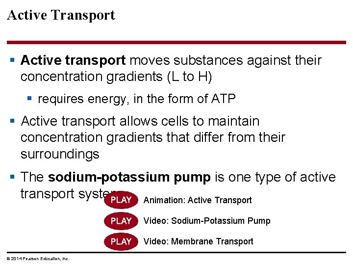 Active Transport § Active transport moves substances against their concentration gradients (L to H)