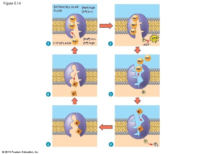 Figure 5. 14 EXTRACELLULAR FLUID 1 © 2014 Pearson Education, Inc. CYTOPLASM [Na ]