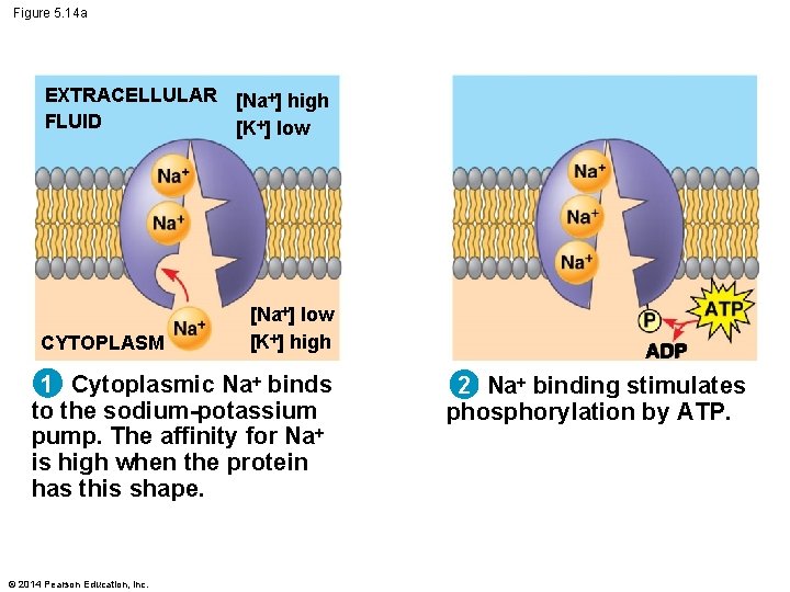 Figure 5. 14 a EXTRACELLULAR [Na ] high FLUID [K ] low CYTOPLASM [Na