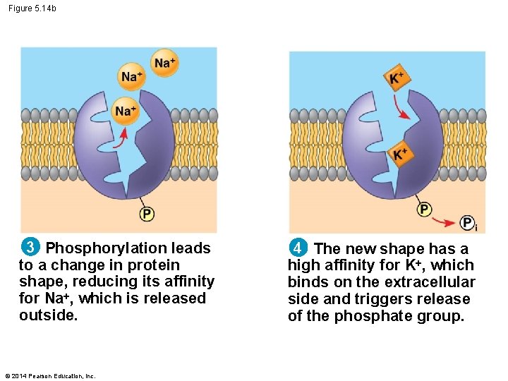 Figure 5. 14 b 3 Phosphorylation leads to a change in protein shape, reducing