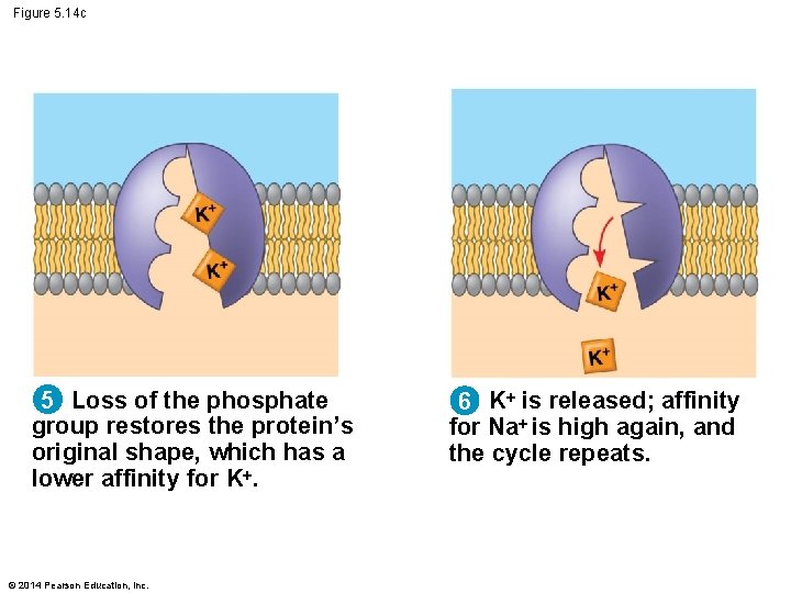 Figure 5. 14 c 5 Loss of the phosphate group restores the protein’s original