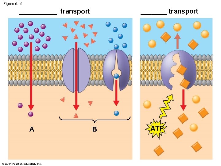 Figure 5. 15 _____ transport A © 2014 Pearson Education, Inc. _______ transport B