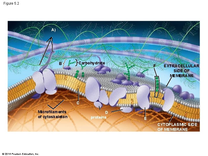 Figure 5. 2 A) B Carbohydrate F EXTRACELLULAR SIDE OF MEMBRANE C Microfilaments of