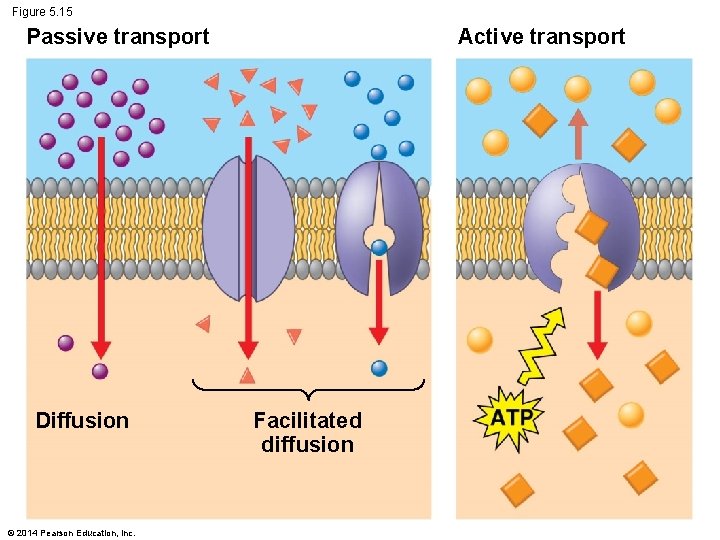 Figure 5. 15 Passive transport Diffusion © 2014 Pearson Education, Inc. Active transport Facilitated