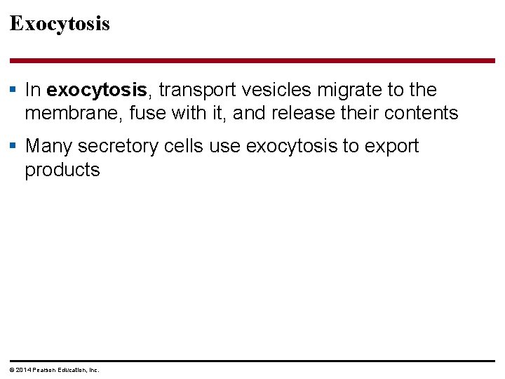 Exocytosis § In exocytosis, transport vesicles migrate to the membrane, fuse with it, and