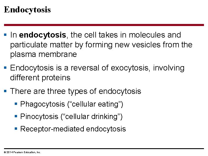 Endocytosis § In endocytosis, the cell takes in molecules and particulate matter by forming